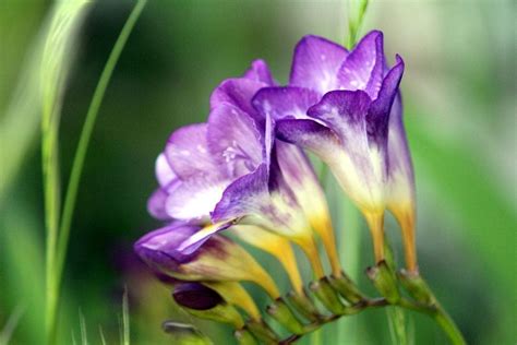 Freesia Growing Requirements How To Care For Freesias In Gardens