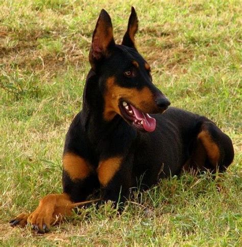 5 Best Personal Protection Dog Breeds | Large dog breeds, Personal protection dog, Dogs