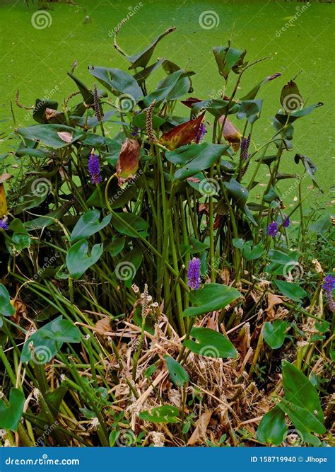 Closeup of Green Wetlands with Plants Stock Photo - Image of water