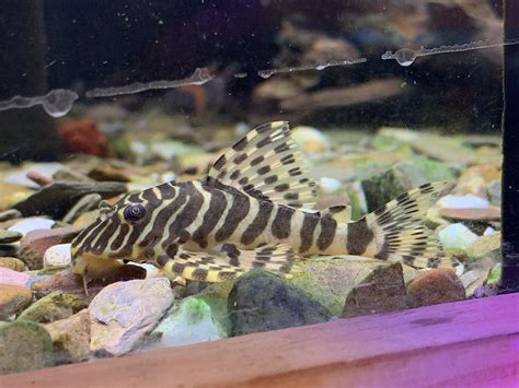 L134 Leopard Frog Pleco – Aquatic Avenue Online Store