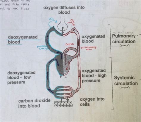 Circulatory System Flashcards Quizlet