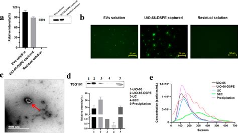 Characterization Of EVs Isolated By UiO 66 DSPE And Comparison Of EVs