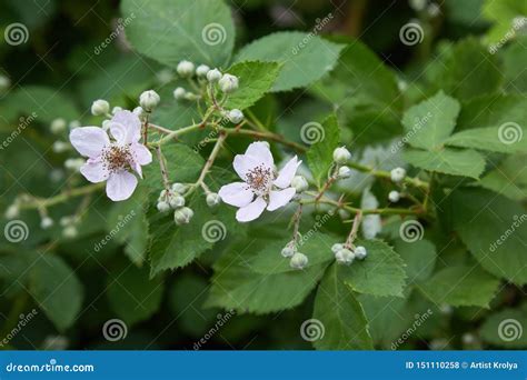 Blackberry Blossoms and Buds Blooming. Blackberry Flowers Rubus Sectio ...