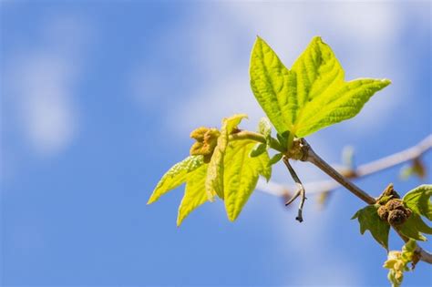 Premium Photo | New western sycamore leaves on a blue sky background ...