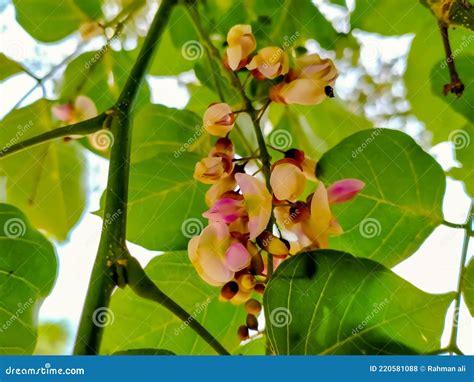 Pongamia pinnata plant. stock photo. Image of food, leaves - 220581088