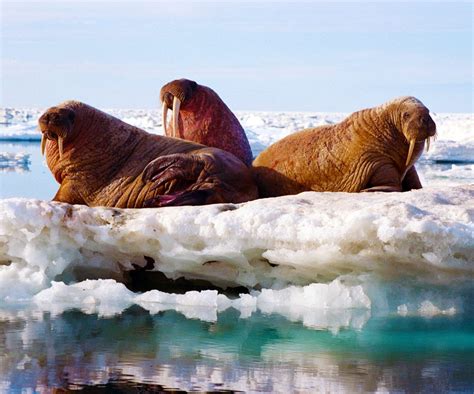 Top 10 Fun Facts About Walrus | Arctic Kingdom