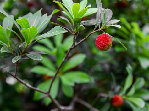 What Is Yangmei Fruit Learn About Growing Chinese Bayberry Plants