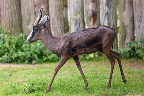 The Springbok Antidorcas Marsupialis Pure Black Springbok Standing In