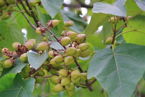 Paulownia Tomentosa Empress Tree Online Simpleplanning Net