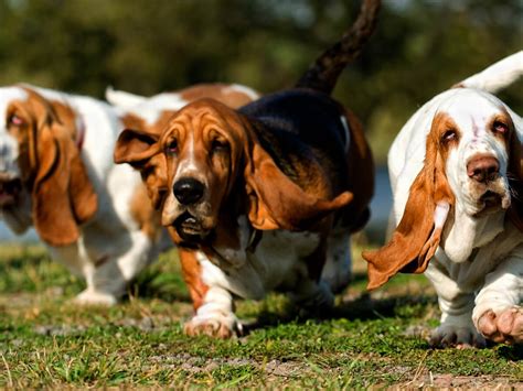 Basset Hound - Dog Breed Information Guide | Spot