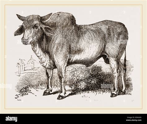 Indian Zebu India Stock Photo - Alamy