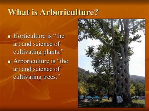 PPT - What is Arboriculture? PowerPoint Presentation, free download ...