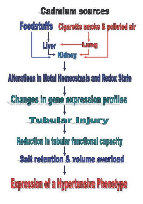 A Schematic Representation Of Sources Of Cadmium Deposited In Human