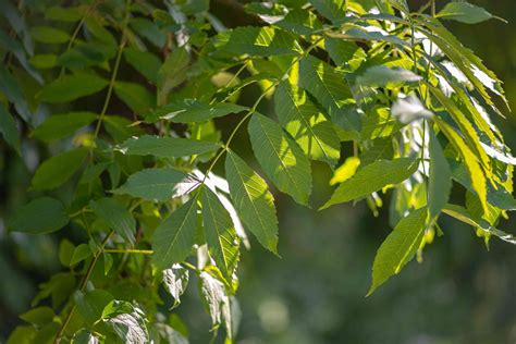 How to Grow and Care for the European Ash