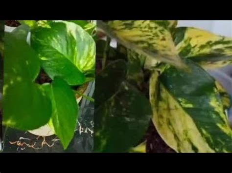 Difference Between Hawaiian Pothos Golden Pothos Youtube