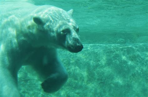 Premium Photo | Polar bear swimming in sea