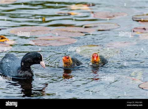 The Eurasian Coot Fulica Atra Also Known As The Common Coot Swims On