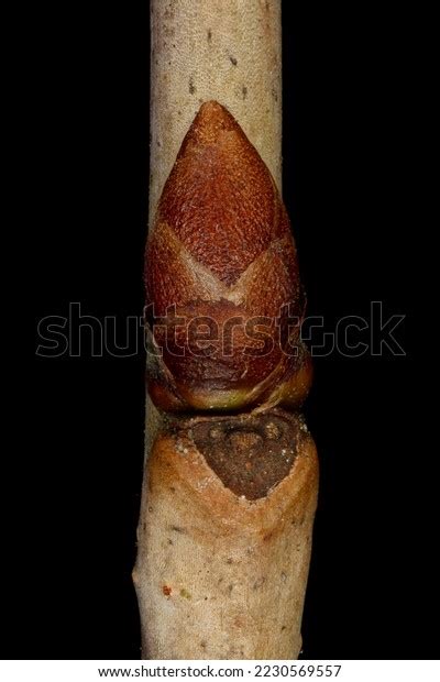 Dwarf Cherry Prunus Cerasus Lateral Bud Stock Photo 2230569557