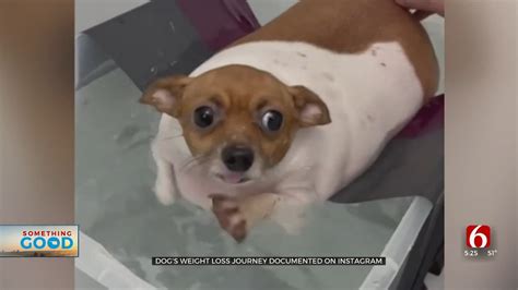 Rescued Chihuahua In Skiatook Goes Viral On Instagram With Weight Loss