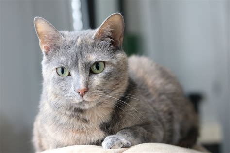 Dilute Tortie Cat Guide And 6 Interesting Facts With Pictures Catster