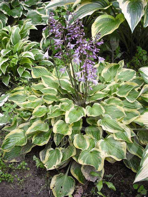 Sklep Hosta Bea Funkia Hosta Pilgrim