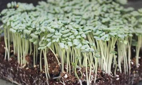 How to Grow Mustard Microgreens in 5 Easy Steps