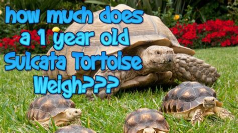 African Sulcata Tortoise Growth Chart: A Visual Reference of Charts ...