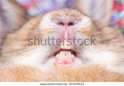 Rabbits Teeth While Human Trying Open Stock Photo Edit Now 643298623