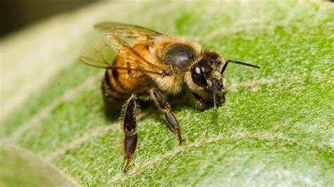 Parthenogenesis In Bees