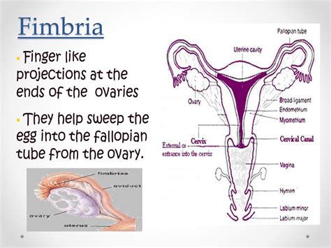 female reproductive system