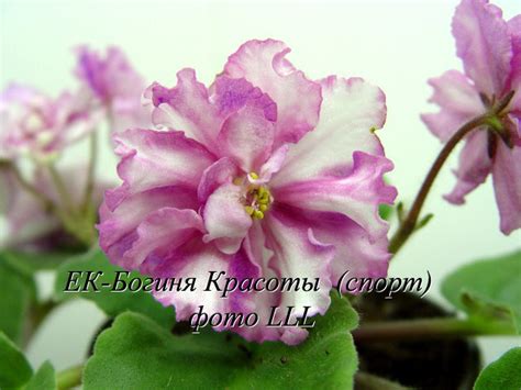 Фиалка ЕК-Богиня Красоты (спорт)
