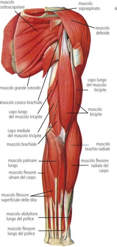 Muscolo Deltoide Dizionario Medico Corriere It