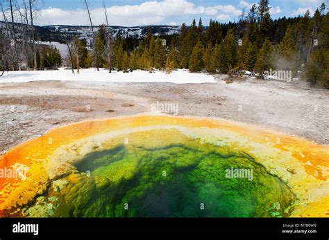 Hot Spring Morning Glory Pool Upper Geyser Basin Yellowstone National Park Wyoming Usa