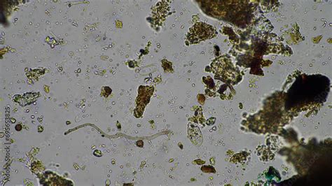 Soil Under The Microscopy Looking At Sand Silt And Clay And Soil