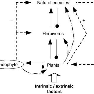 Trait Mediated Endophyte Effects On An Aphid Ant Mutualism Data