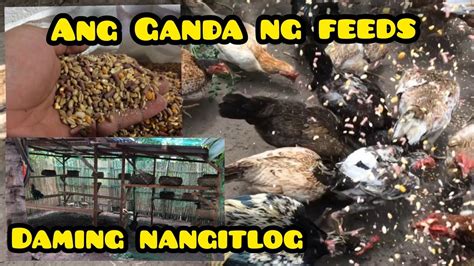 Siguradong Malusog Ang Magiging Mga Sisiw Magandang Feeds Para Sa Mga