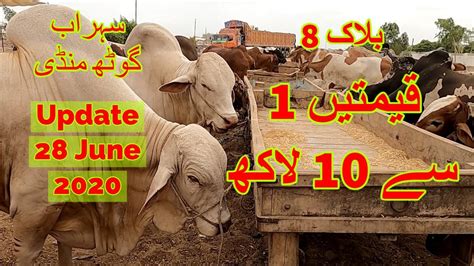 Cattle Prices Sohrab Goth Maweshi Mandi June Youtube