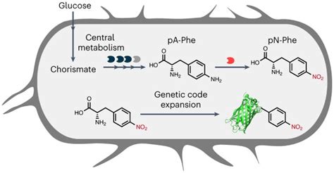 Engineers Create Bacteria That Can Synthesize An Unnatural Amino Acid