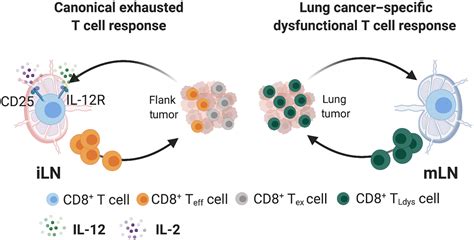 Lack Of Cd8 T Cell Effector Differentiation During Priming Mediates Checkpoint Blockade