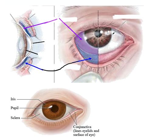 Conjunctiva Diagram Quizlet