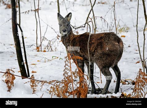 Deer natural habitat hi-res stock photography and images - Alamy