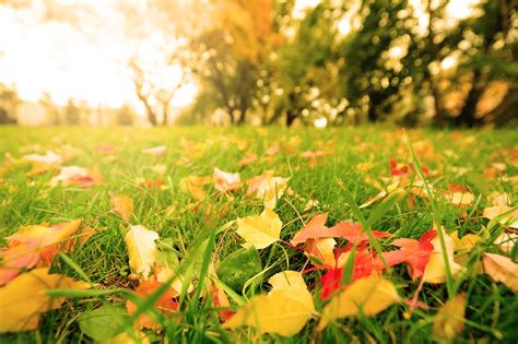 Fall Lawn Care Tips Ambrosio Landscape Solutions