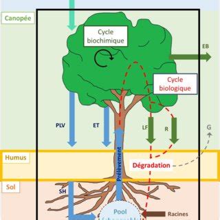 Représentation schématique des cycles biogéochimiques et des flux dans