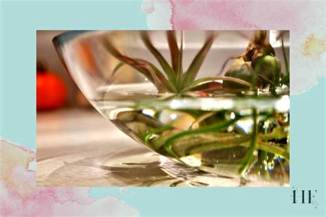 Air Plant Watering Guide - How to Water and Mist Tillandsias