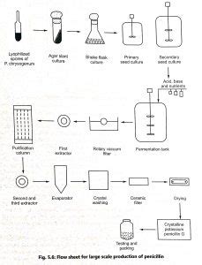 Production of Penicillin - Biology Ease