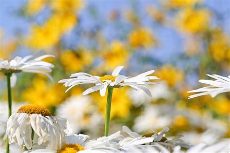 Blomster Hvite Macro Fotografi Hvite Blomster Photo Background And