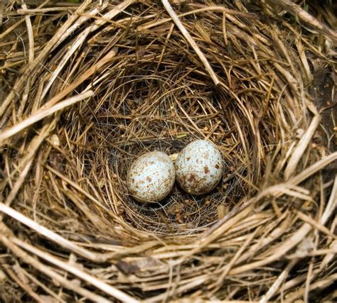 Robins Eggs Stock Photo Image Of Eggs Pair Nature Wildlife 728432