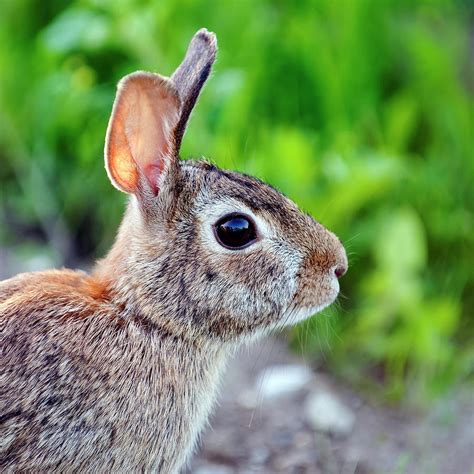 Cottontail Rabbit Juvenile 1 Photograph By Rick Shea Fine Art America