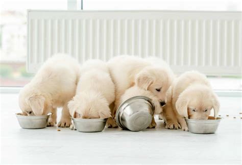 Puppy feeding guide: Nutrition trips to ensure your dog's health