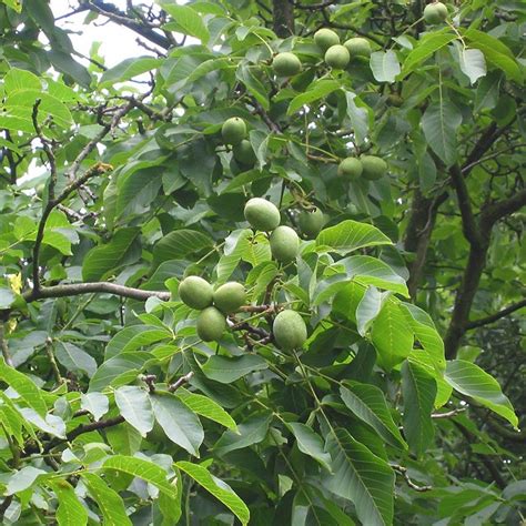 Juglans Regia Common Walnut Plants British Hardwood Tree Nursery